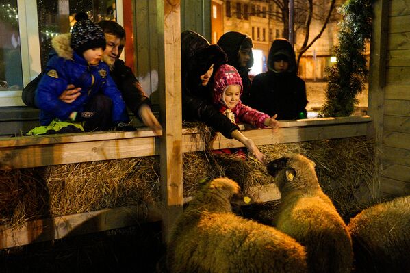 Дети и взрослые в восторге от овечек - Sputnik Латвия