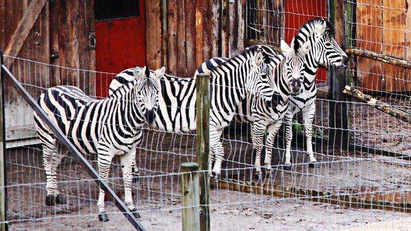 Зебры в рижском зоопарке - Sputnik Latvija
