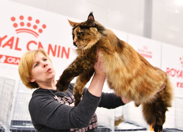 Выставка кошек Гран-при Royal Canin в Москве - Sputnik Латвия