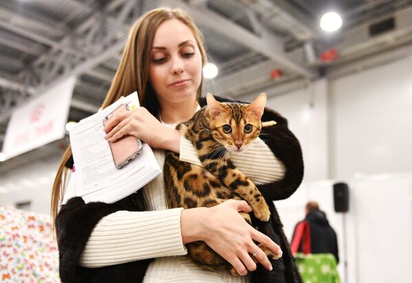 Выставка кошек Гран-при Royal Canin в Москве - Sputnik Латвия