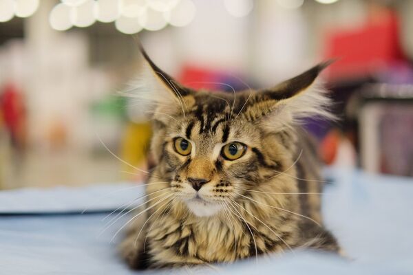 Выставка кошек Гран-при Royal Canin в Москве Выставка кошек Гран-при Royal Canin в Москве - Sputnik Латвия