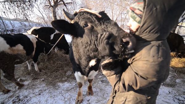 Подарки в день рождения для коров, или Как выглядит приют для скота в Казани - Sputnik Латвия