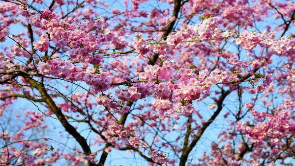 Japānas ķiršu koks sakura - Sputnik Latvija