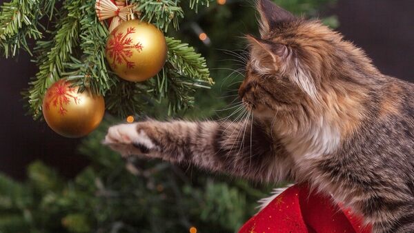 Кот и елка - Sputnik Латвия