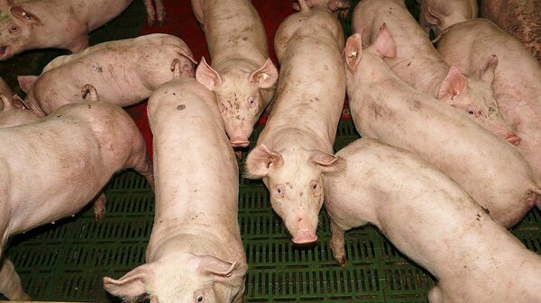 Свиньи в свинарнике - Sputnik Латвия