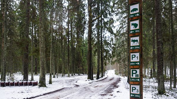 Līgatnes dabas takas Līgatnes dabas takas - Sputnik Latvija