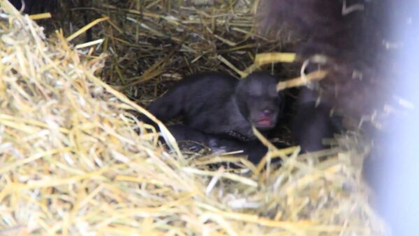 Пятерых новорожденных медвежат из зоопарка в Уфе впервые показали публике - Sputnik Латвия