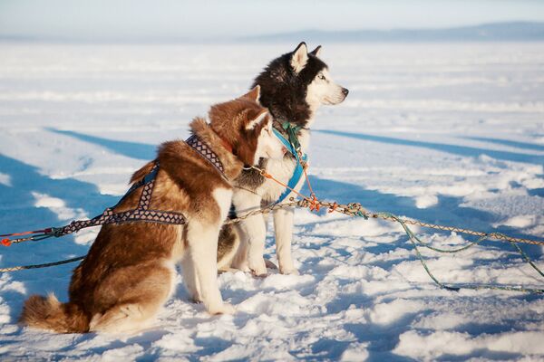 Экспедиция на собачьих упряжках Великая Андома. Тайна трех океанов в Карелии - Sputnik Латвия