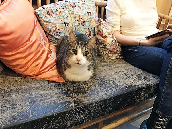 Всем любителям котиков посвящается: душевное кафе в центре Вильнюса - Sputnik Латвия