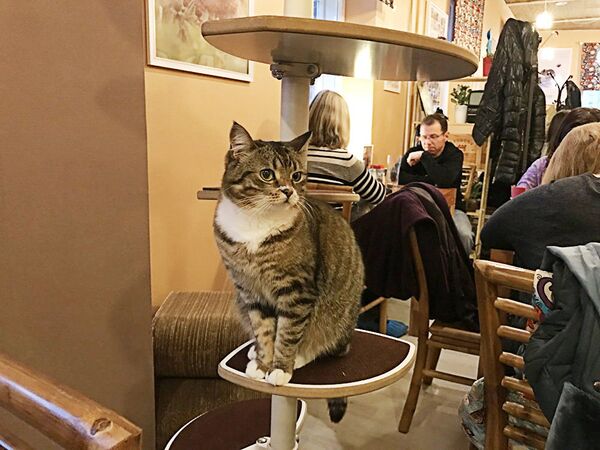 Всем любителям котиков посвящается: душевное кафе в центре Вильнюса - Sputnik Латвия