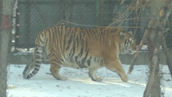 Толстые тигры в Китае - Sputnik Латвия