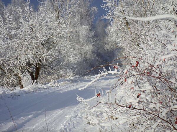 Зимняя дорога и деревья в снегу - Sputnik Латвия