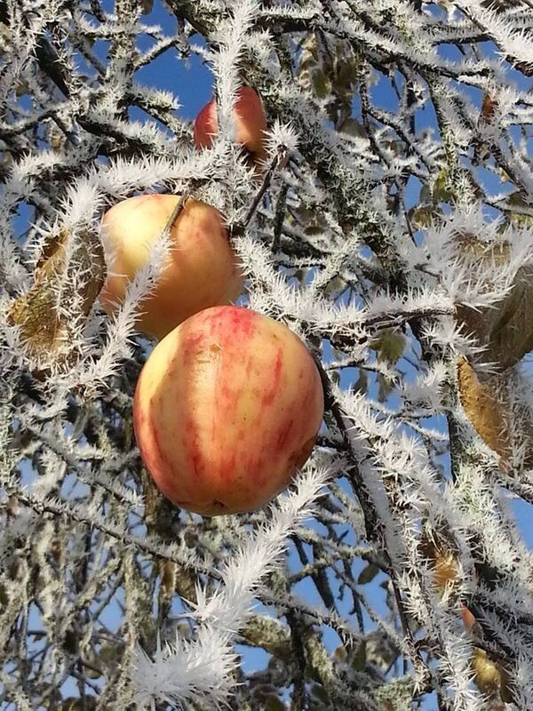 Яблоки на ветках зимой - Sputnik Латвия