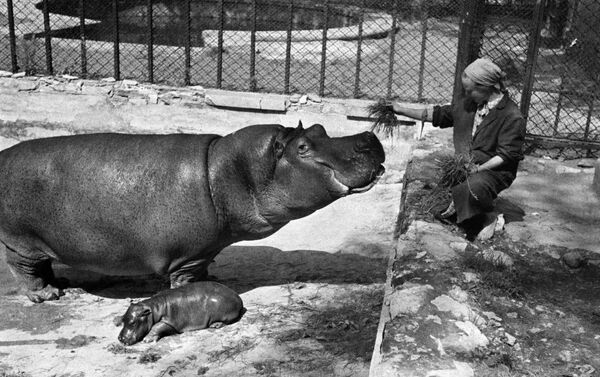 Московский зоопарк, 1944 год Московский зоопарк, 1944 год - Sputnik Латвия