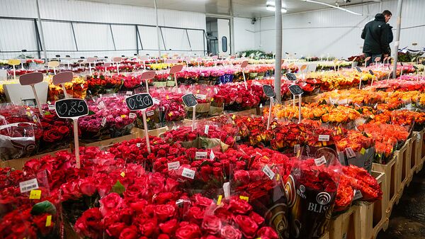 Огромный выбор роз на цветочной базе King's flowers на ул. Краста - Sputnik Латвия