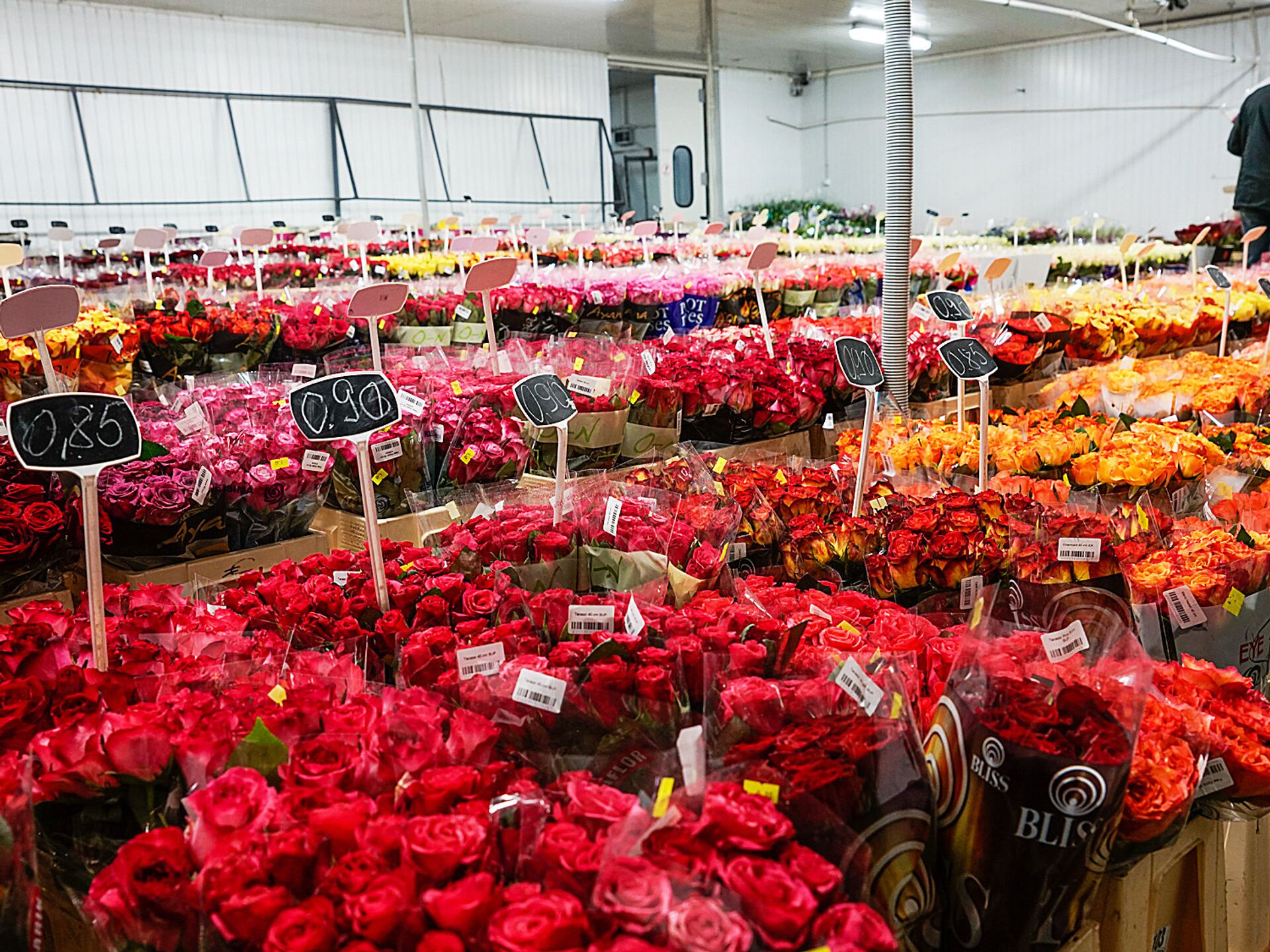 Купить цветы на базе. Цветы на складе. Цветочная база розы. Оптовый склад цветов. Цветочный склад большой.