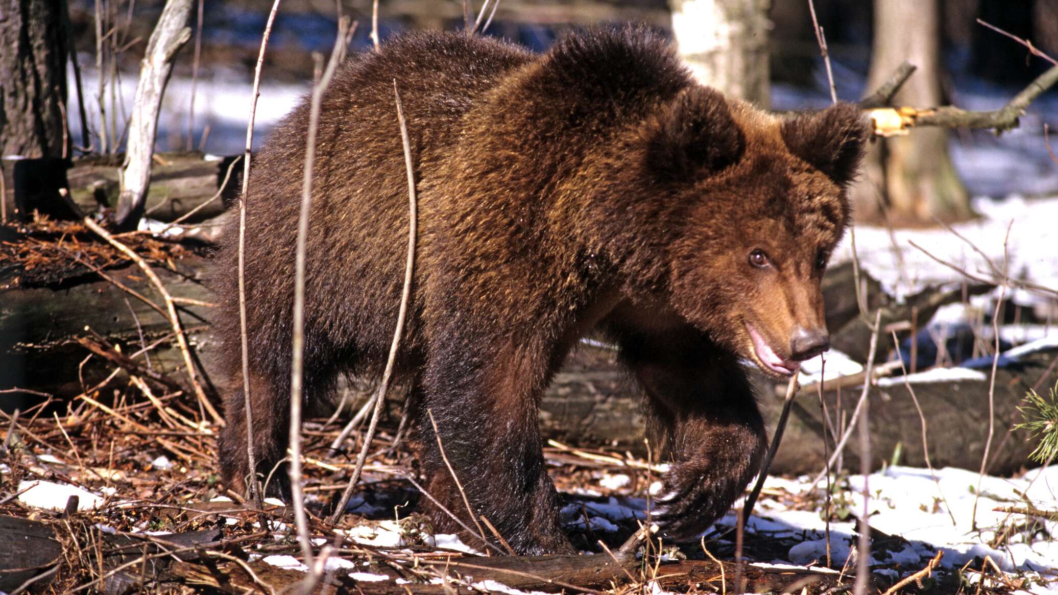 Медведь весной фото