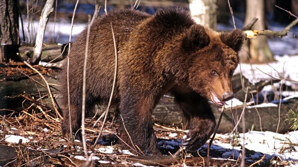 Медведь - Sputnik Латвия