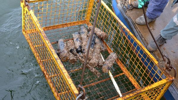 Снаряды времен Второй мировой войны на дне Балтийского моря Снаряды времен Второй мировой войны на дне Балтийского моря - Sputnik Латвия