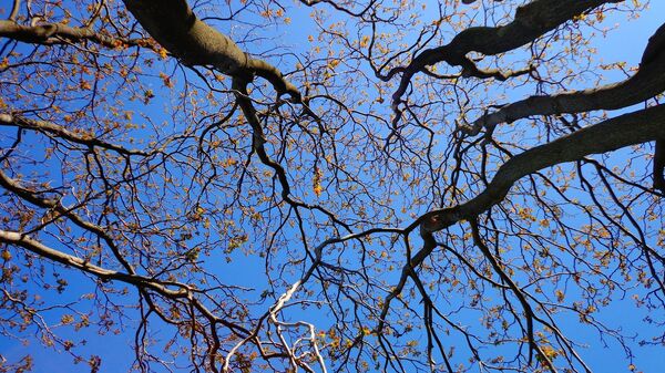 Деревья на фоне голубого неба весной - Sputnik Латвия