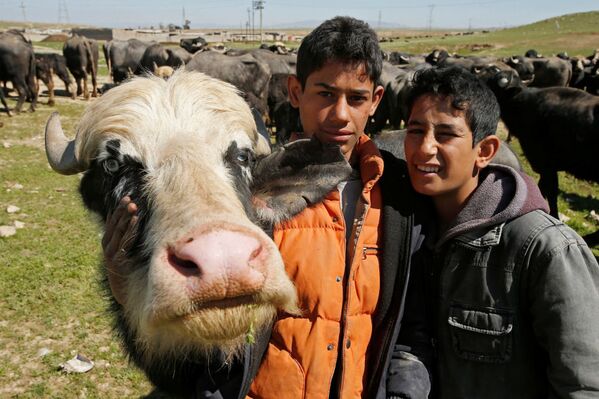 Иракские фермеры из Бадуша, покинувшие свою деревню в результате боевых действий, вернулись за своими буйволами - Sputnik Латвия