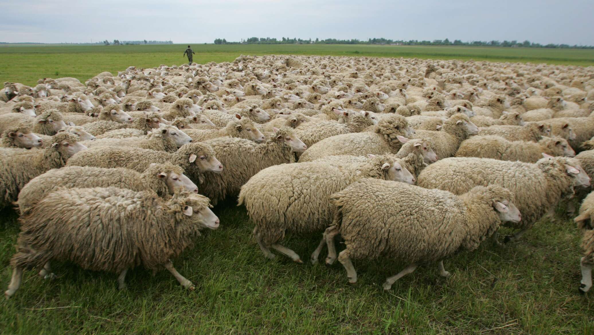 Овцы купить в ставропольском. Овцеводство в Калмыкии. Асаф порода овец. Прекос порода овец. Отара овец.