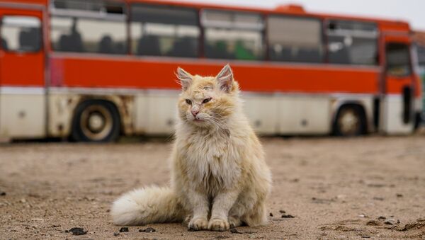 Кот, архивное фото - Sputnik Латвия