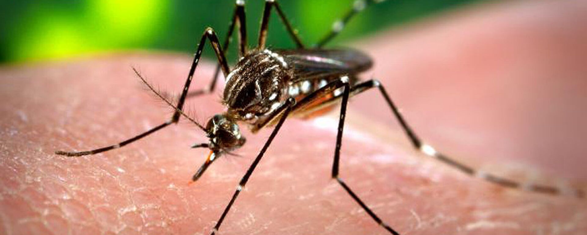 Комары вида aedes aegypti  - Sputnik Латвия, 1920, 23.10.2019