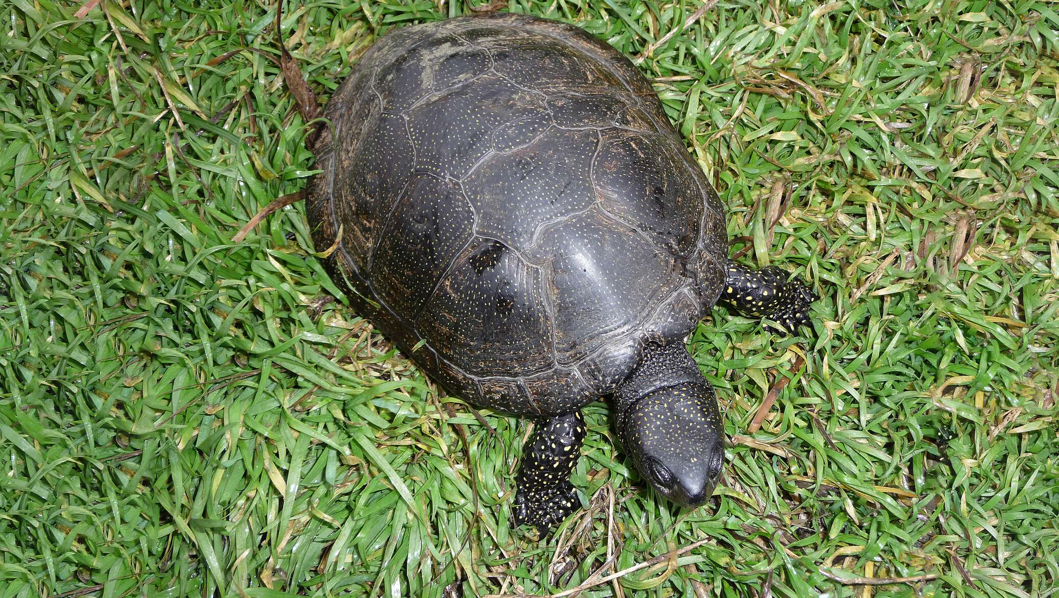 Черепахи минск. Европейская Болотная черепаха. Ареал Болотной черепахи. Пластрон Болотной черепахи. Австралийская Болотная черепаха.
