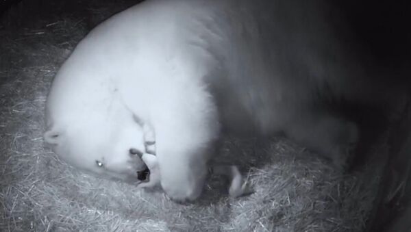 Первые кадры родившихся в Австралии белых медвежат - Sputnik Латвия