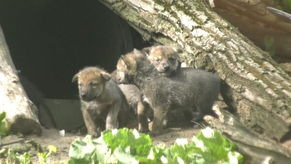 Волчата исследовали территорию и дрались за внимание мамы в зоопарке США - Sputnik Латвия
