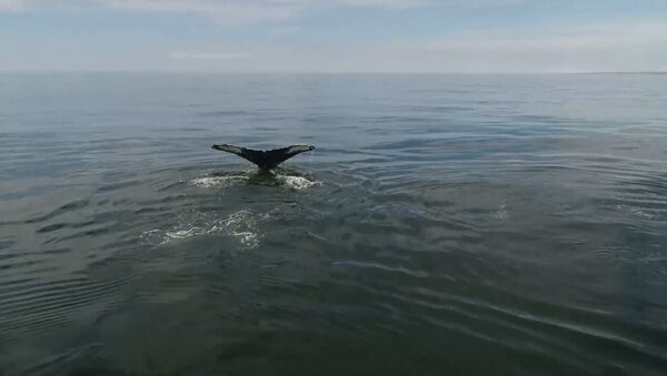 У берегов Камчатки обнаружили 12 горбатых китов. Кадры с дрона - Sputnik Латвия