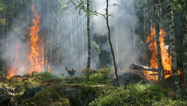 Лесные пожары - Sputnik Латвия