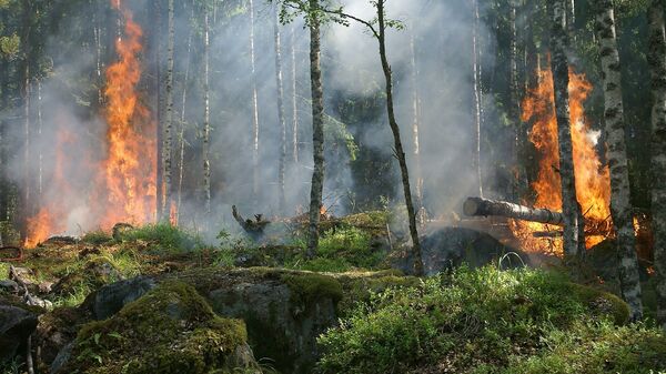 Mežu ugunsgrēki - Sputnik Latvija
