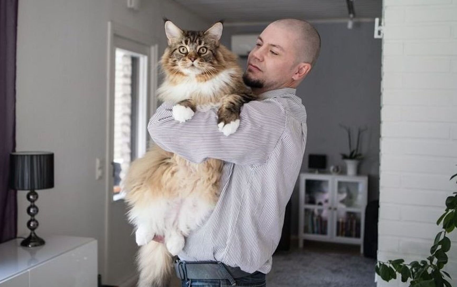 Кошки мейн кун фото с человеком
