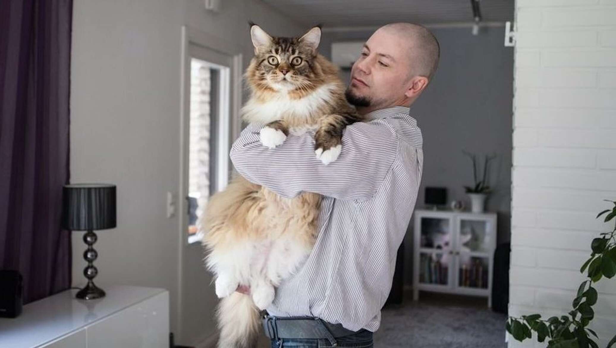 Самая большая в мире кошка домашняя