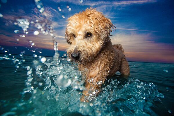 Лучшие снимки собак: победители конкурса Dog Photographer of the year - Sputnik Латвия