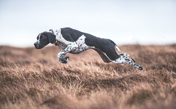 Лучшие снимки собак: победители конкурса Dog Photographer of the year Лучшие снимки собак: победители конкурса Dog Photographer of the year - Sputnik Латвия