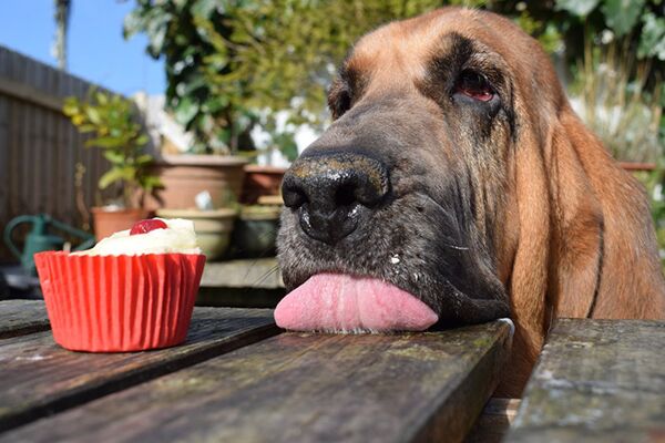 Лучшие снимки собак: победители конкурса Dog Photographer of the year Лучшие снимки собак: победители конкурса Dog Photographer of the year - Sputnik Латвия