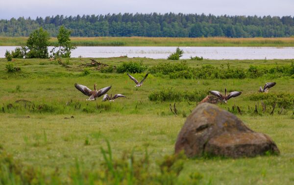 Природный парк озера Энгуре - Sputnik Латвия