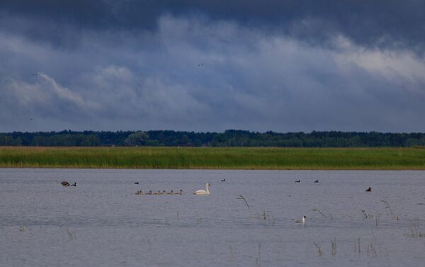 Лебединое семейство на озере Энгуре - Sputnik Латвия