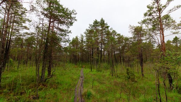 Известковое болото природного парка - Sputnik Латвия