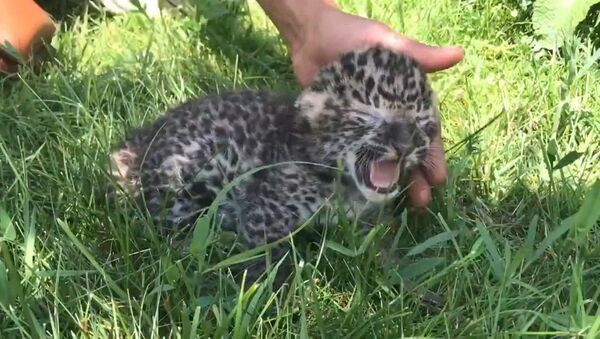 Krimas safari parkā piedzimis leoparda mazulis - Sputnik Latvija