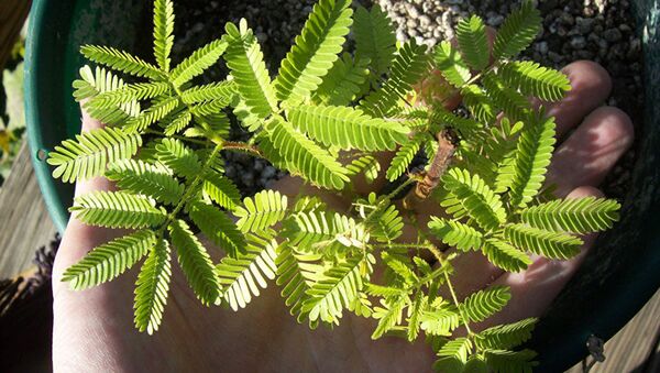 Растение мимоза хостилис (Mimosa tenuiflora) - Sputnik Latvija