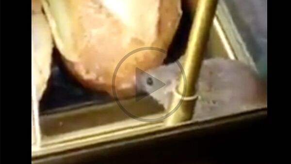 Мышка-обжора удивила пассажиров парижского аэропорта Шарль-де-Голль - Sputnik Латвия