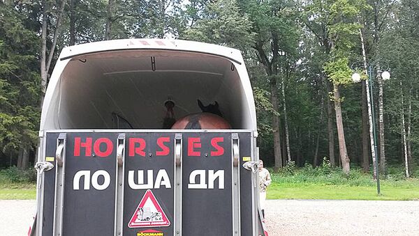 Перевозка лошадей - Sputnik Латвия