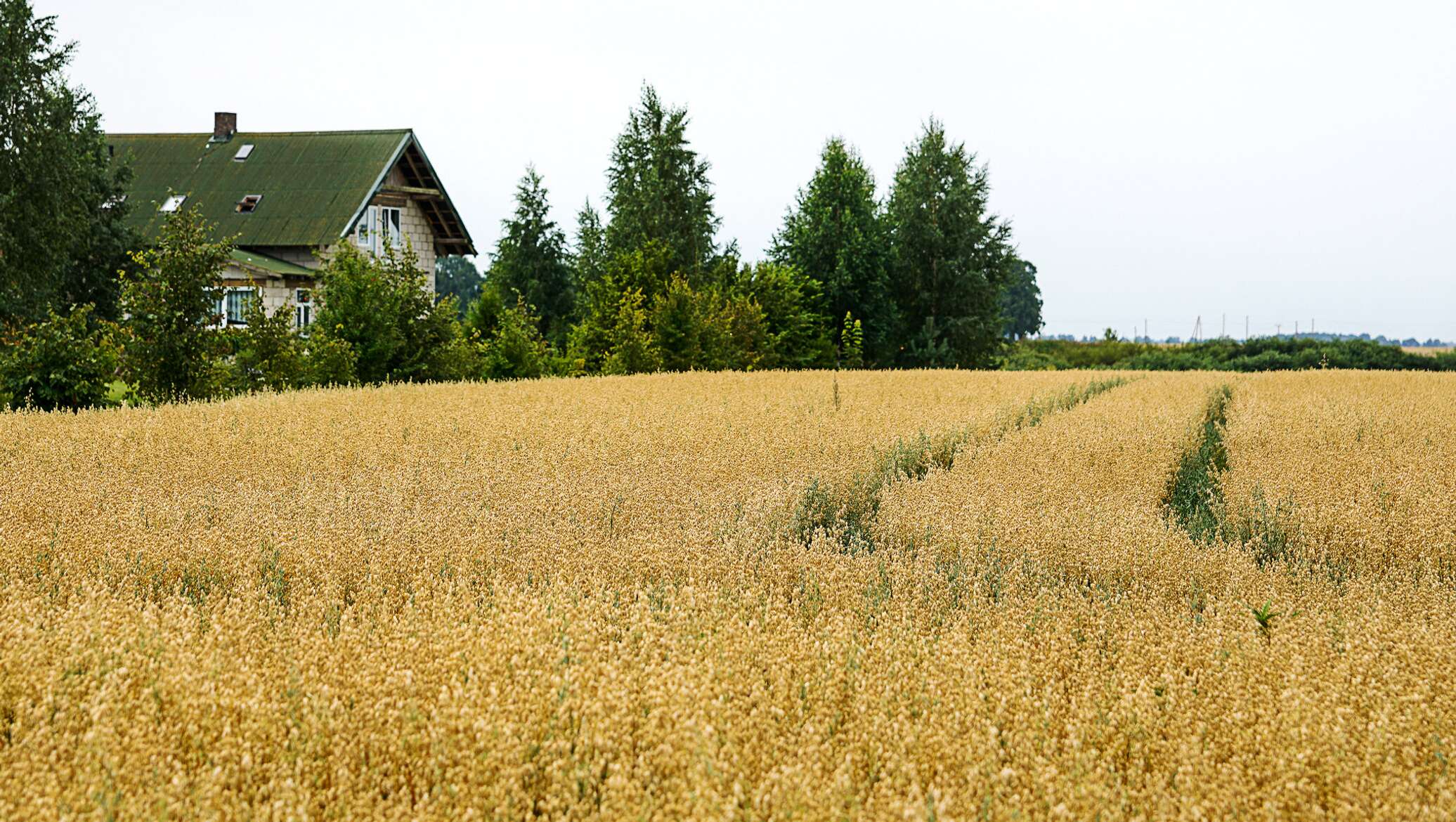 Почти самая дешевая земля в Европе: кто в Латвии скупает пашни и .