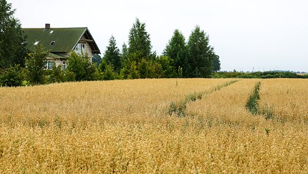 30 гектаров поля Гундарса Лиепы - Sputnik Латвия