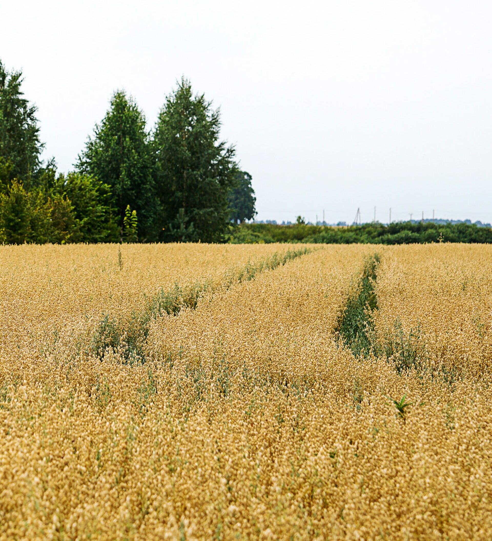 Почти самая дешевая земля в Европе: кто в Латвии скупает пашни и .