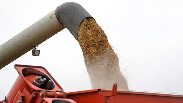 Очищенные зёрна пшеницы перегружают из комбайна в кузов трактора - Sputnik Латвия